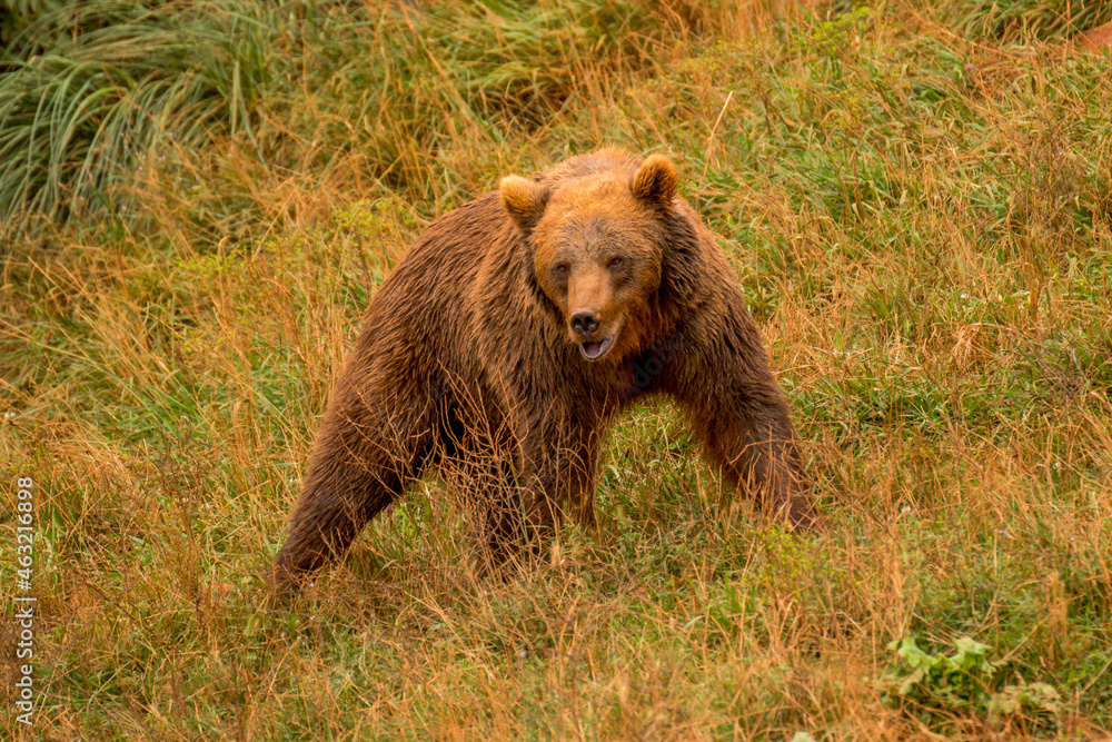 Fototapeta premium Bär