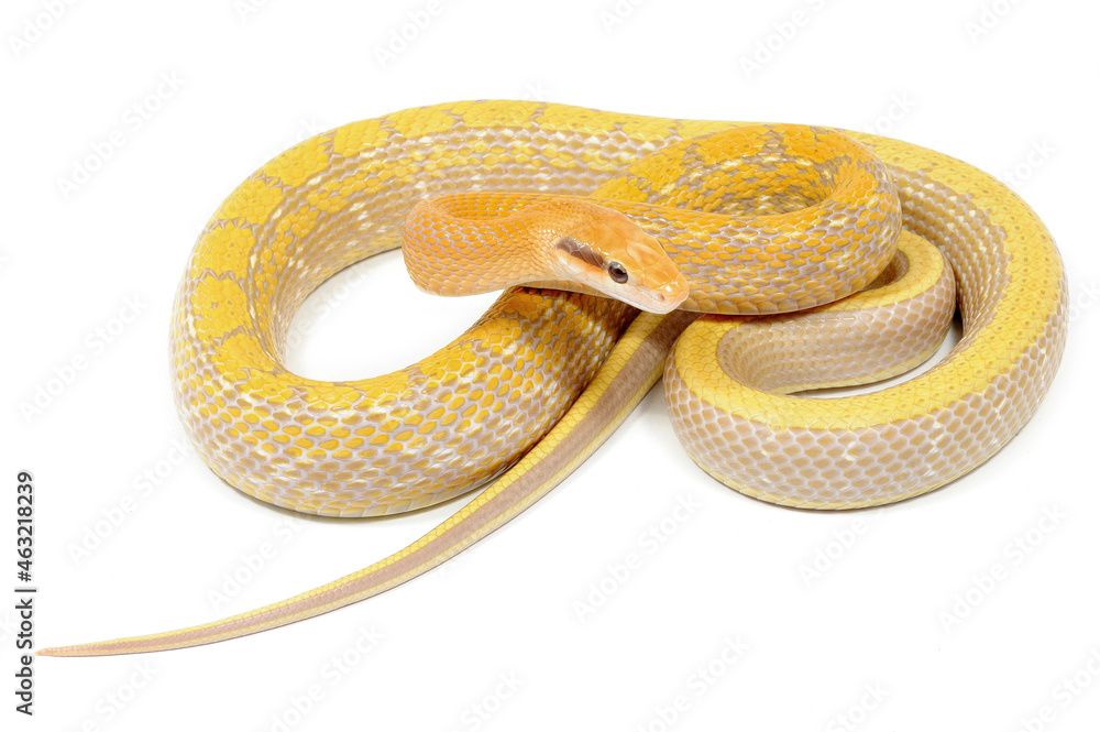 Chinese beauty snake (Elaphe taeniura taeniura) on a white background