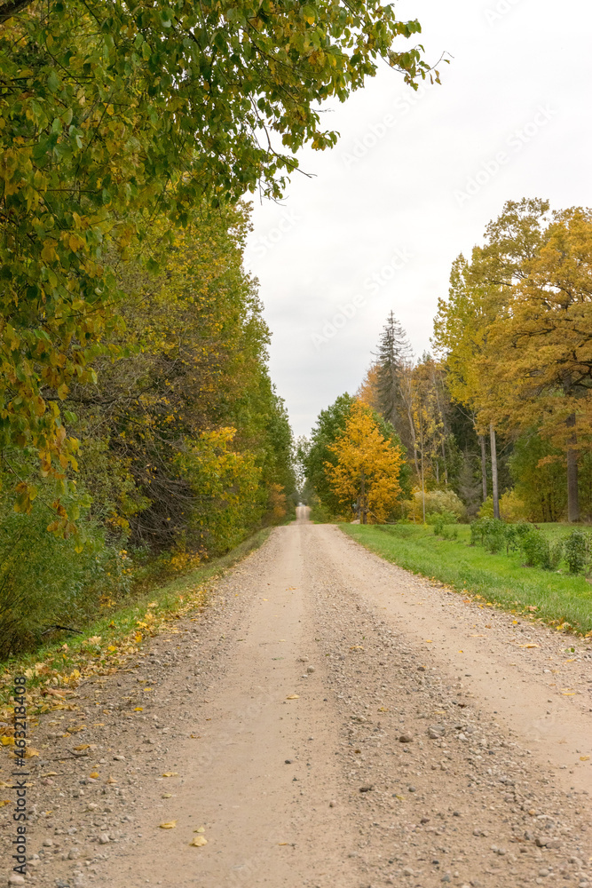 road in autumn forest road in autumn forest