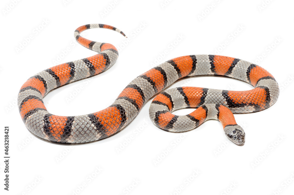 Naklejka premium Gray-banded kingsnake (Lampropeltis alterna) on a white background