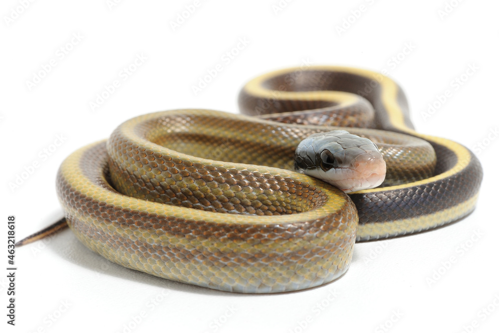 Obraz premium Taiwan beauty snake (Elaphe taeniura friesei) on a white background