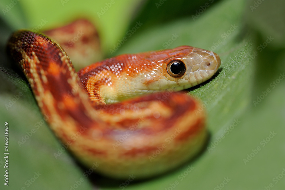 Fototapeta premium Cape gopher snake (Pituophis vertebralis) 