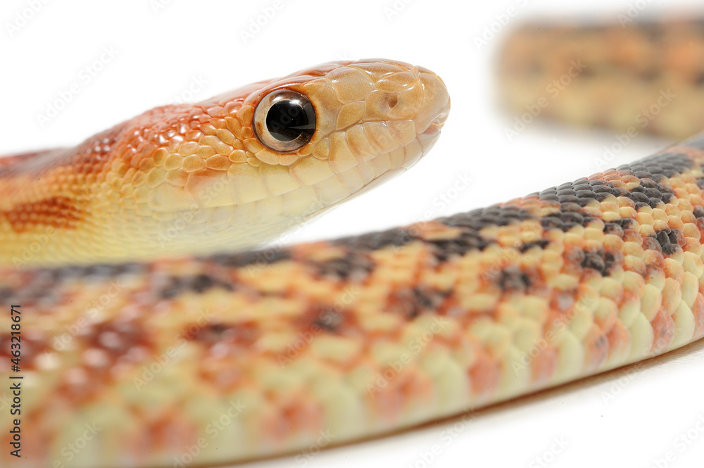 Fototapeta premium Cape gopher snake (Pituophis vertebralis) on a white background