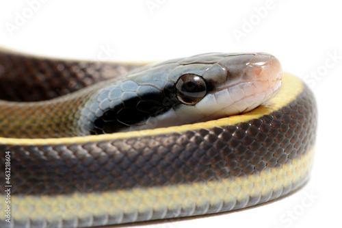 Taiwan beauty snake (Elaphe taeniura friesei) on a white background