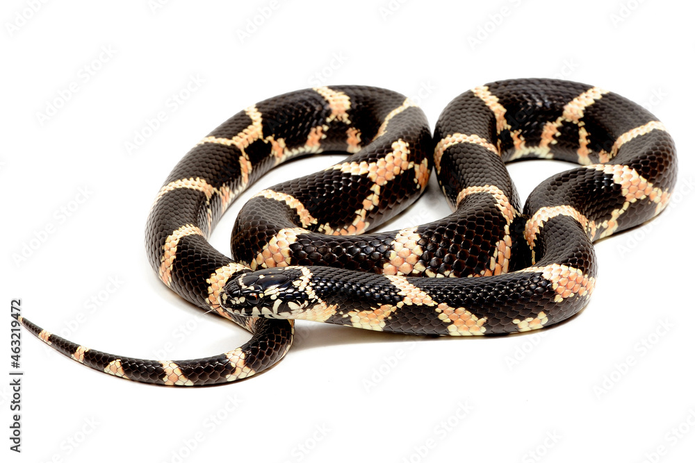 Fototapeta premium Eastern kingsnake (Lampropeltis getula) on a white background