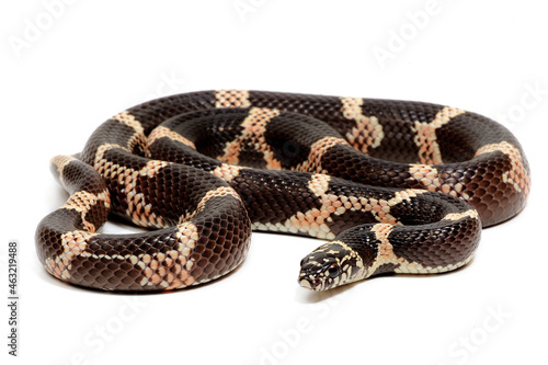 Eastern kingsnake (Lampropeltis getula) on a white background