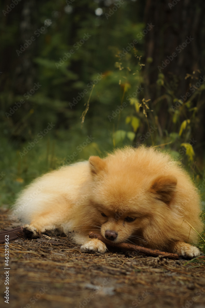Purebred German Spitz lies in a clearing in the forest. Walk with the dog in the forest. Does not look at the camera, vertical composition
