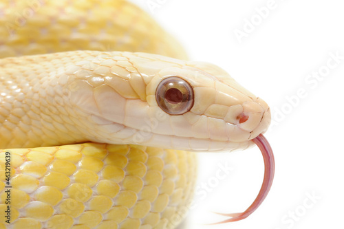 Chinese beauty snake (Elaphe taeniura taeniura) on a white background