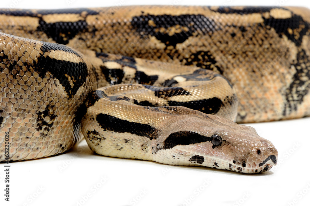 Boa (constrictor) imperator on a white background Boa (constrictor) imperator on a white background