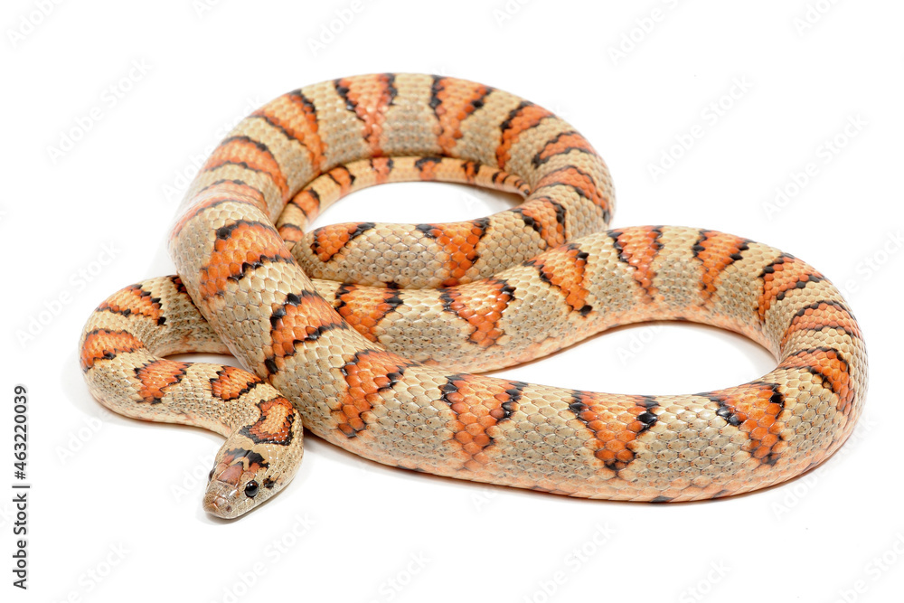 Obraz premium Variable kingsnake (Lampropeltis mexicana thayeri) on a white background