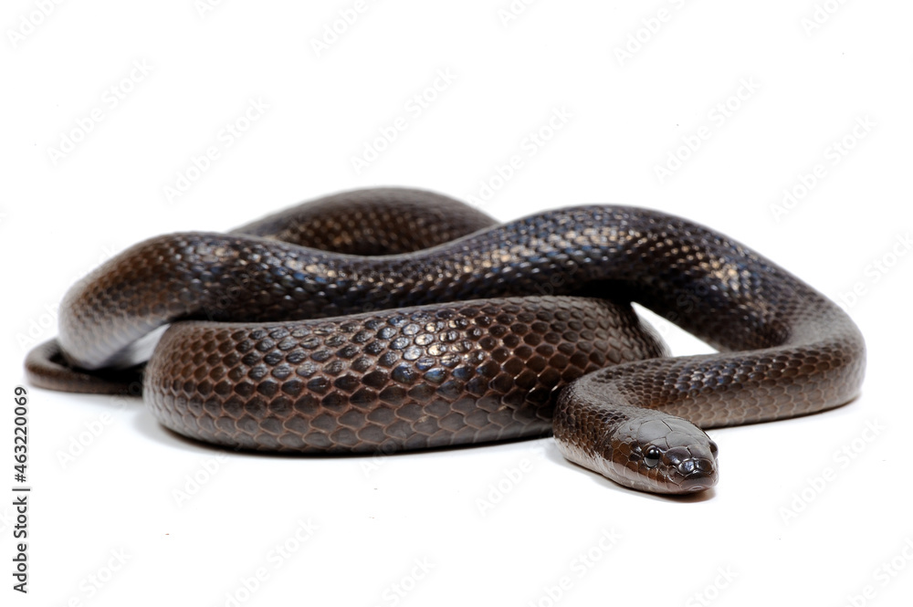 Obraz premium Variable kingsnake (Lampropeltis mexicana thayeri) on a white background