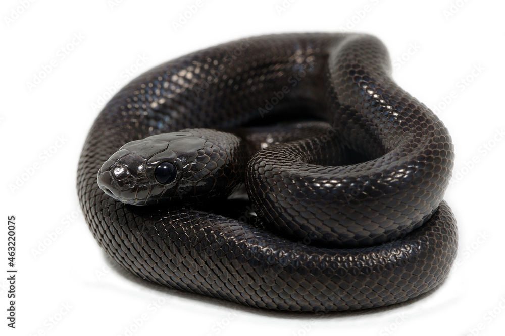 Variable kingsnake (Lampropeltis mexicana thayeri) on a white background Variable kingsnake (Lampropeltis mexicana thayeri) on a white background
