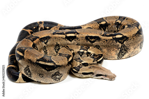 Boa (constrictor) imperator on a white background
