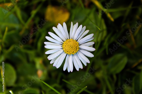 Daisy in the grass.