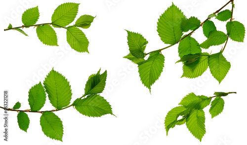 group of spring green leaf on white background. Isolated without shadow. Detail for design. Design elements. Macro.