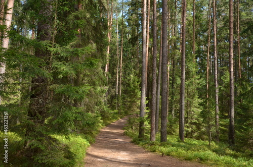 Path in the forest