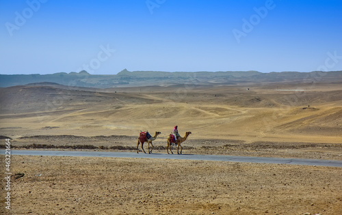 Camel in the dry desert