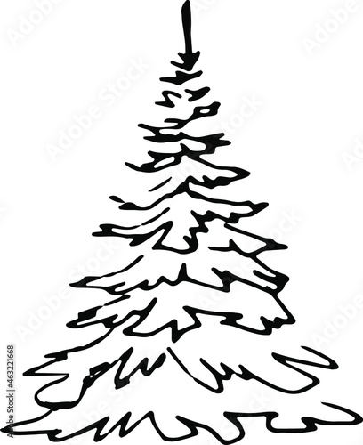 Spruce or pine, black and white