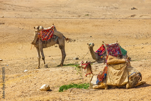 Camel in the dry desert © Vladislav Gajic