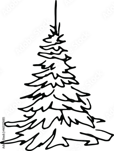 Spruce or pine, black and white