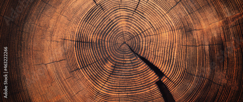 Photo beautiful cut tree trunk with annual rings and cracks