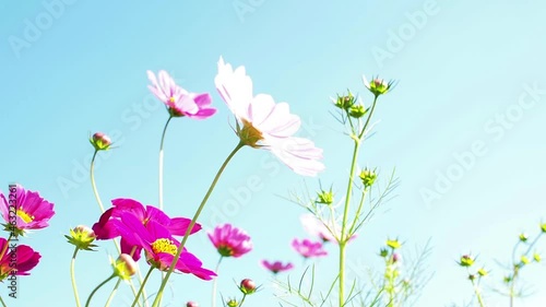 Wallpaper Mural 青空の下の風に吹かれるコスモス Torontodigital.ca