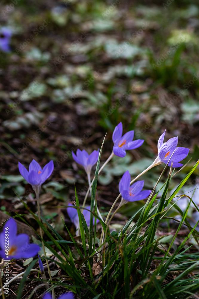 Autumn flowers - Colchicum autumnale Autumn flowers - Colchicum autumnale