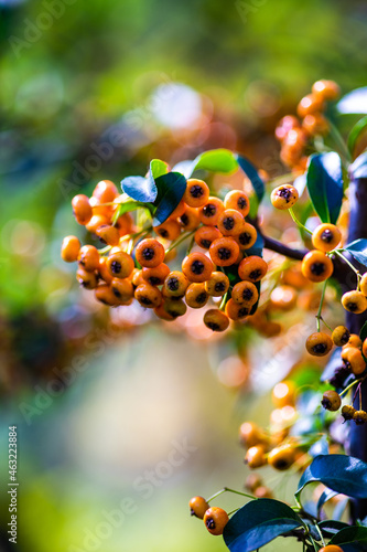 Bright red and orange berries of Pyracantha