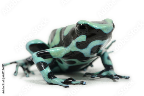 Green-and-black poison dart frog (Dendrobates auratus) on a white background