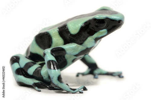 Photo Green-and-black poison dart frog (Dendrobates auratus) on a white background