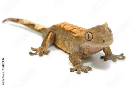 Crested gecko (Correlophus ciliatus) on a white background © Florian
