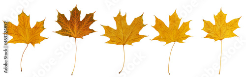Closeup yellow autumn dry maple leafs isolated on white background