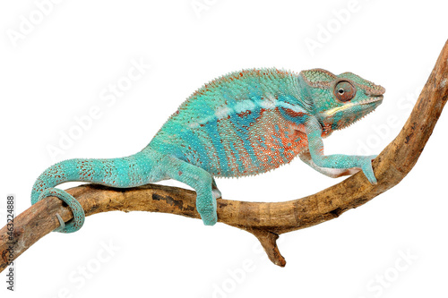 Panther chameleon (Furcifer pardalis) on a white background