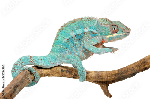 Panther chameleon (Furcifer pardalis) on a white background