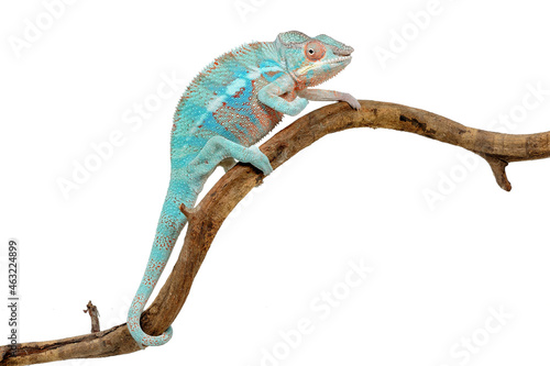 Panther chameleon (Furcifer pardalis) on a white background