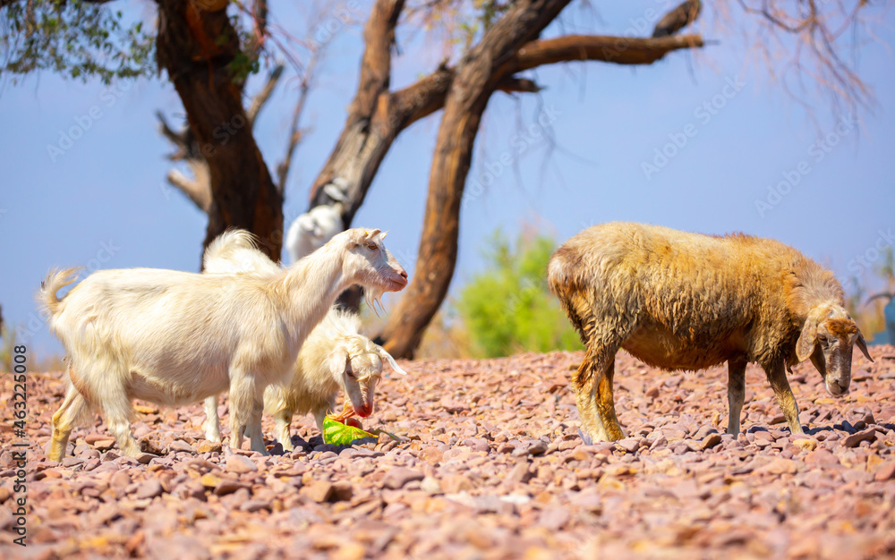 Fototapeta premium Goats in search of food roam the desert hot pasture. Moroccan goats climb trees to eat leaves. Sheep eat the remains of a watermelon.