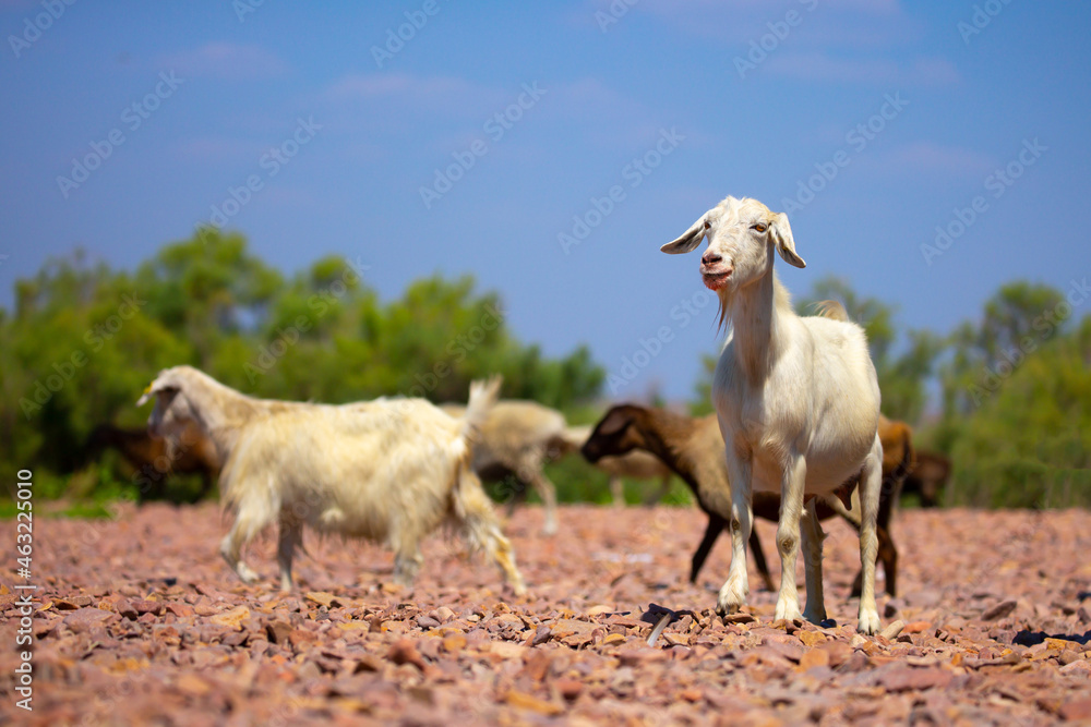 Goats in search of food roam the desert hot pasture. Moroccan goats climb trees to eat leaves. Sheep eat the remains of a watermelon. Goats in search of food roam the desert hot pasture. Moroccan goats climb trees to eat leaves. Sheep eat the remains of a watermelon.