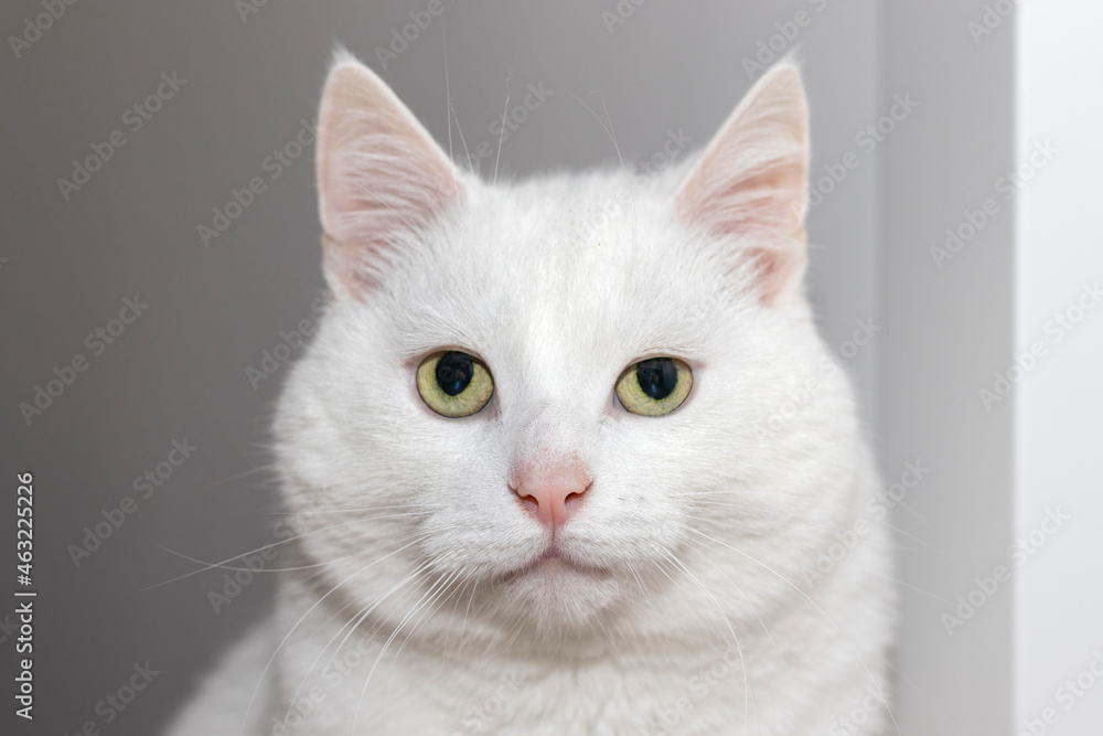 Close up portrait of a big white domestic cat.