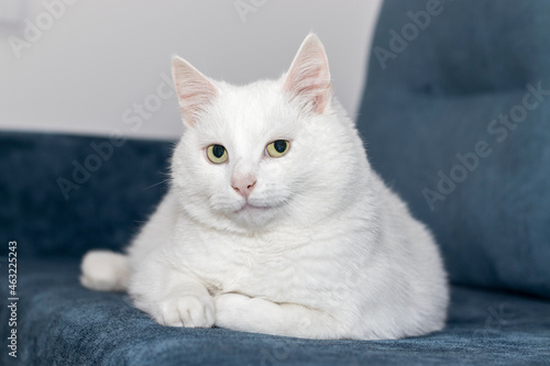 Fotografija A big white cat is lying on the couch