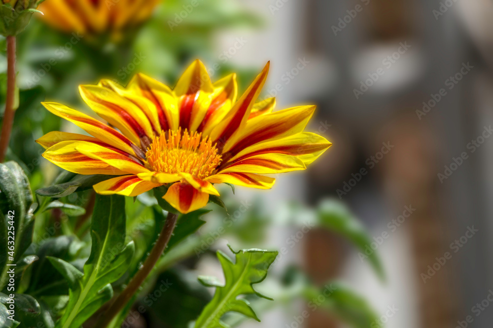 View of Gazania rigens flower with green foliage closeup on blurred background View of Gazania rigens flower with green foliage closeup on blurred background