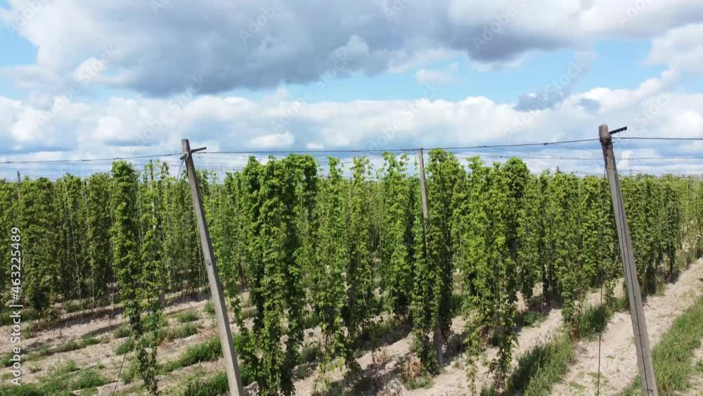 Planting of hops with ripening cones, lifting from bottom up Planting of hops with ripening cones, lifting from bottom up