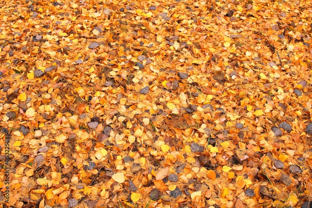 golden carpet of leaves golden carpet of leaves