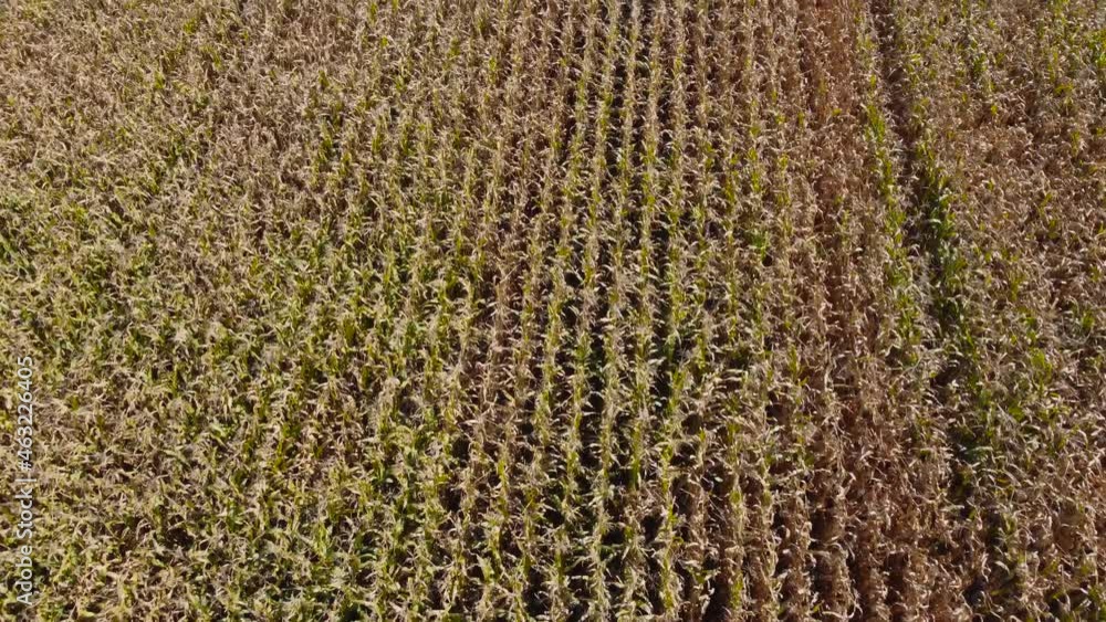 Corn field at autumn day, aerial view when moving forward Corn field at autumn day, aerial view when moving forward