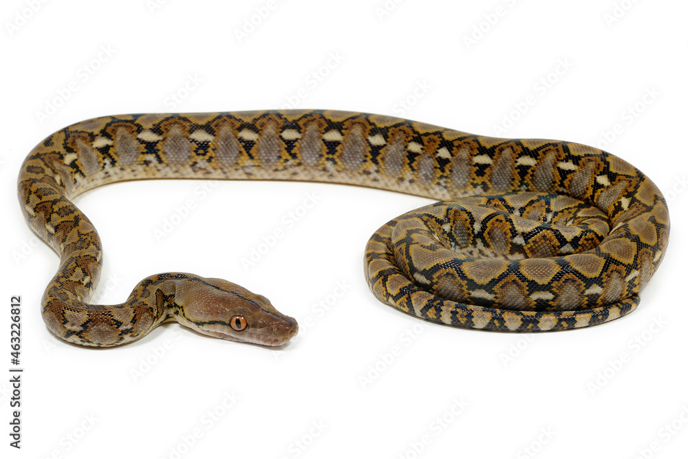 Obraz premium Reticulated python (Malayopython reticulatus) on a white background