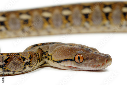 Reticulated python (Malayopython reticulatus) on a white background © Florian