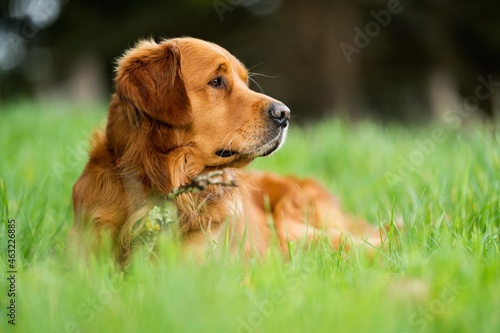 Portrait of farm working dogs  photo