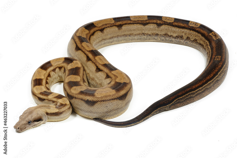 Boa imperator on a white background Boa imperator on a white background