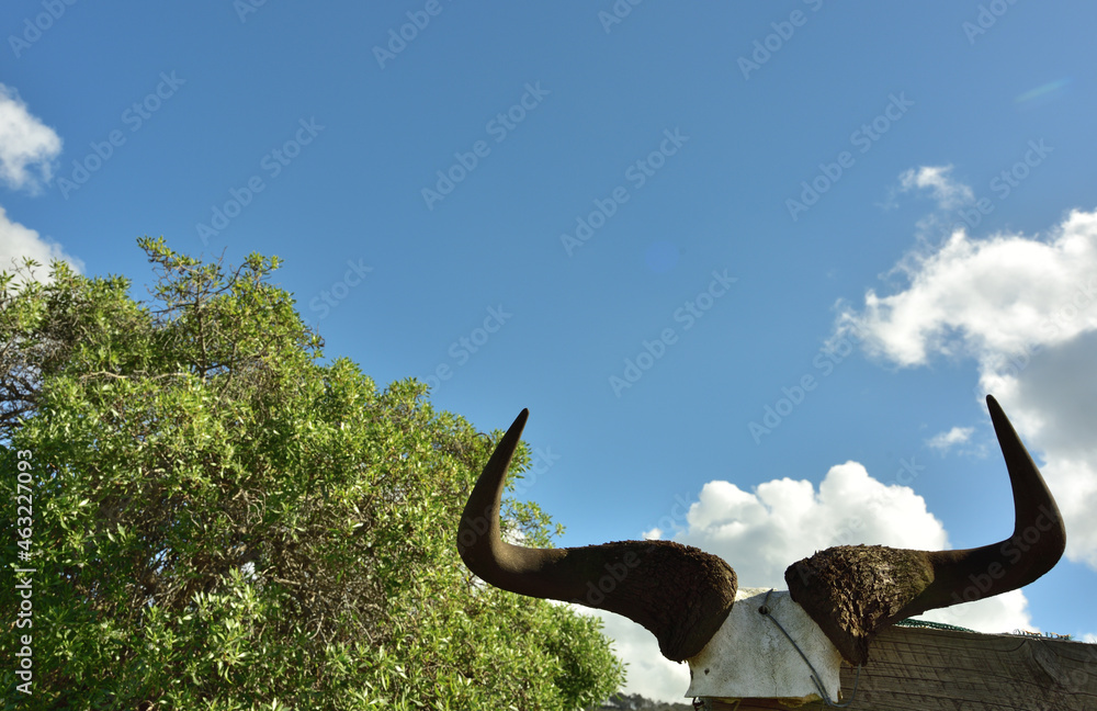 Obraz premium A gatepost with horns and skull against the blue sky, a tree and clouds behind it, looking like an ominous warning