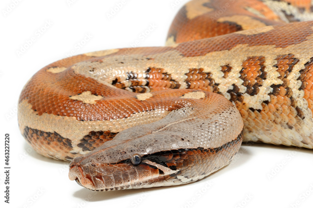 Obraz premium Sumatran short-tailed python (Python curtus) on a white background