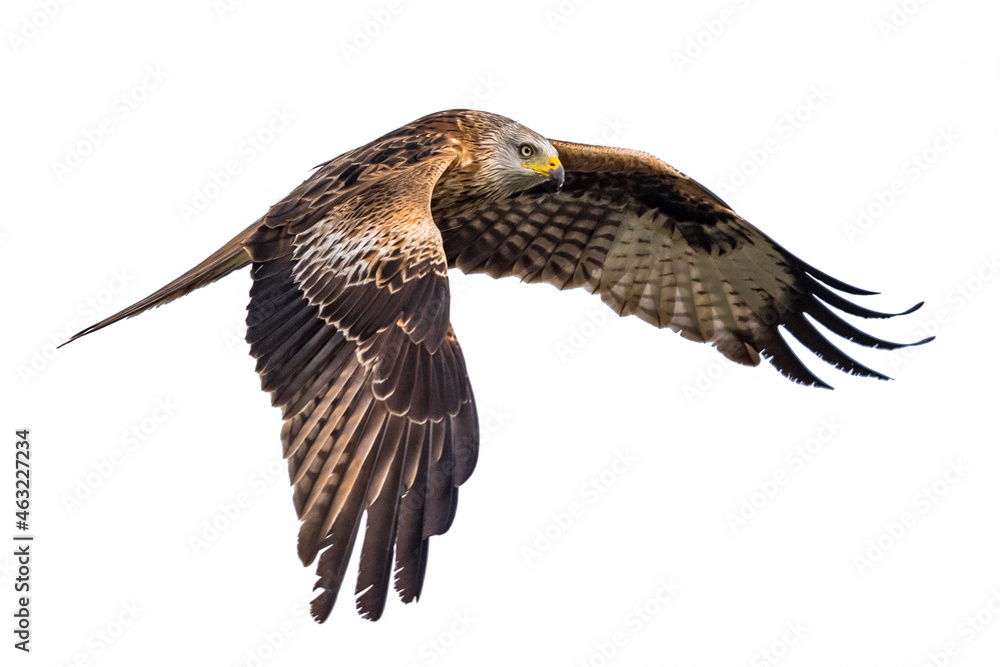 Fototapeta premium Flying red kite against white background
